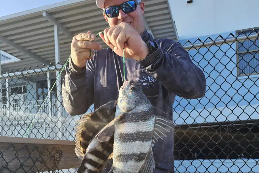 INSHORE-sheepshead
