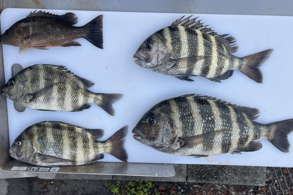 INSHORE-sheepshead2