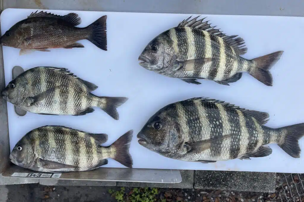 INSHORE-sheepshead2