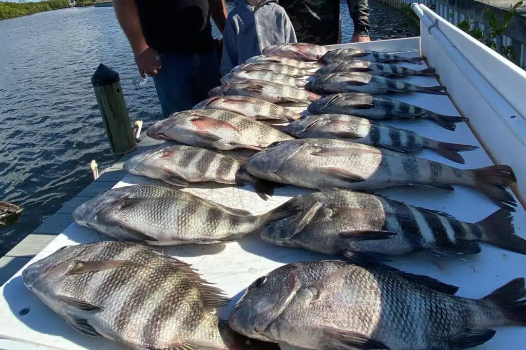 INSHORE-sheepshead4