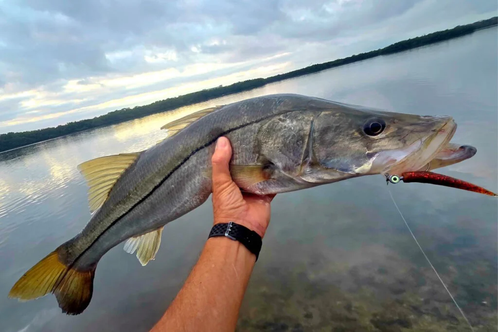 INSHORE-snook2