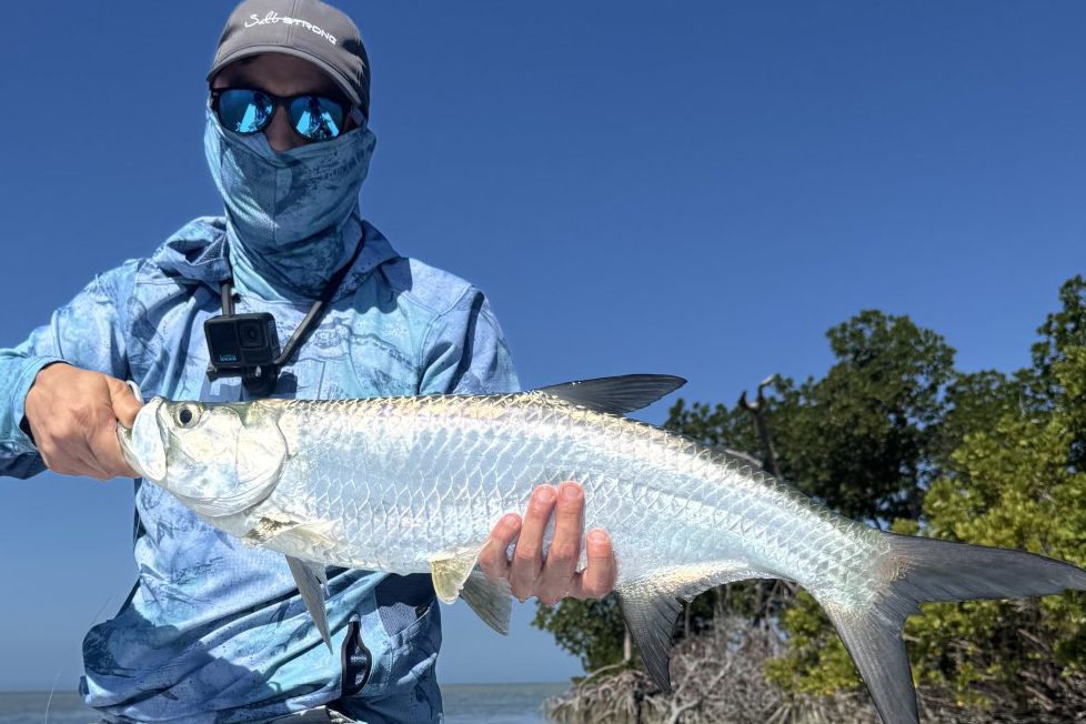 INSHORE-tarpon