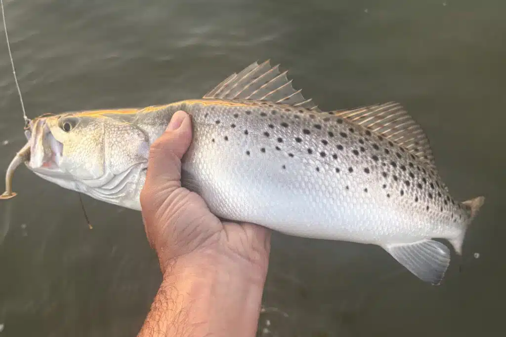 INSHORE-trout2
