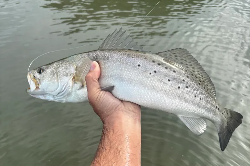 INSHORE-trout2