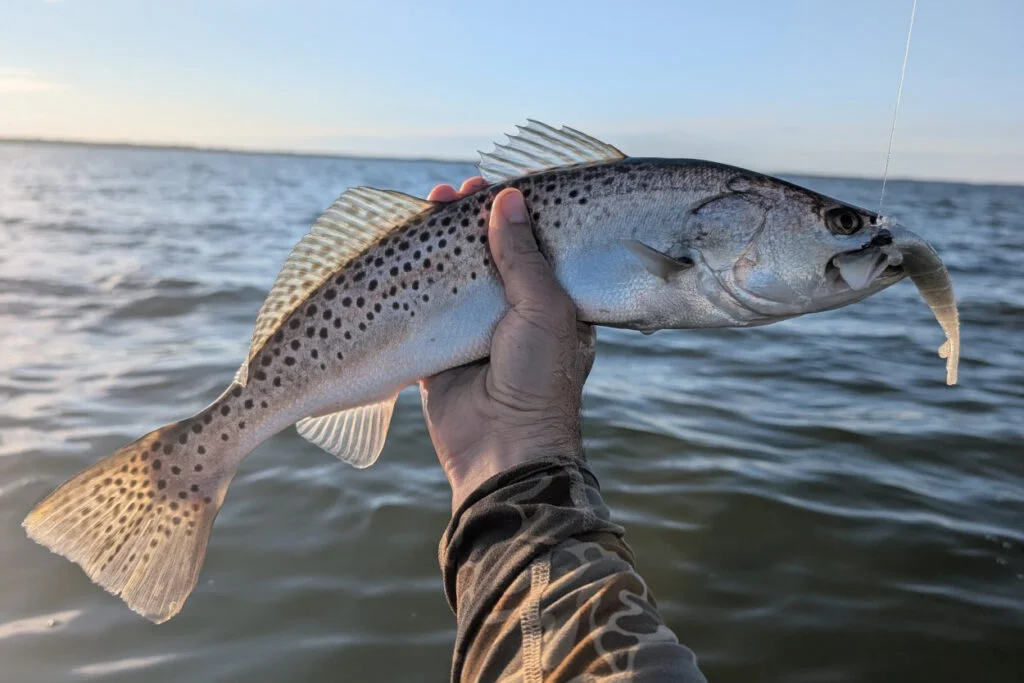 INSHORE-trout5
