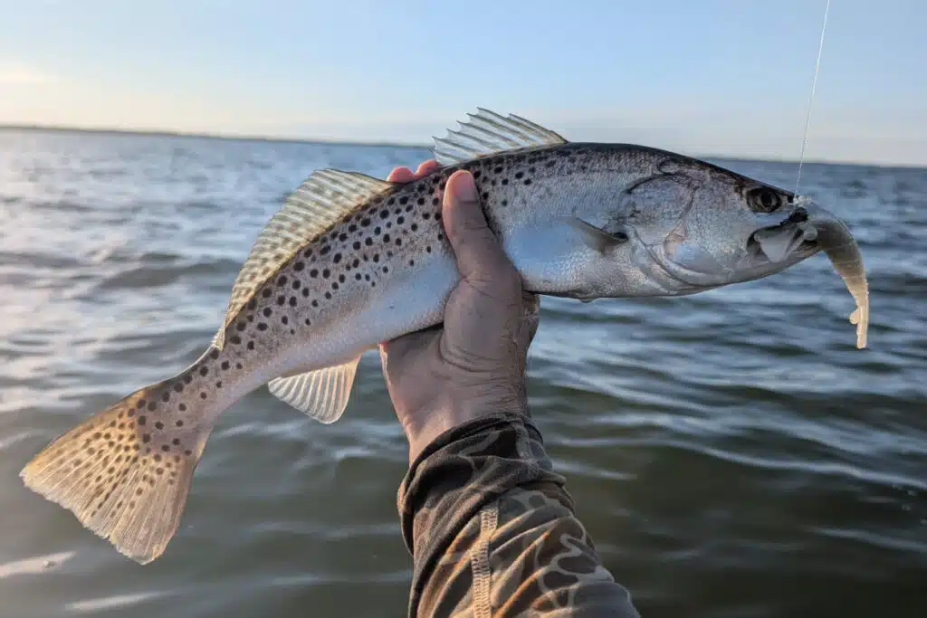 INSHORE-trout5