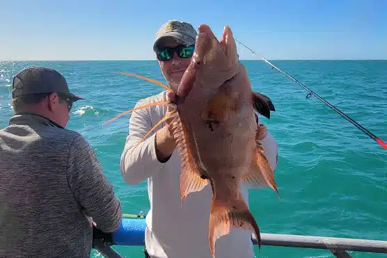 NEARSHORE-hogfish (4)