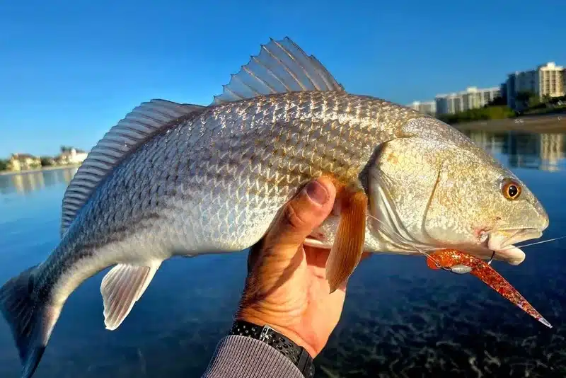 INSHORE-redfish3