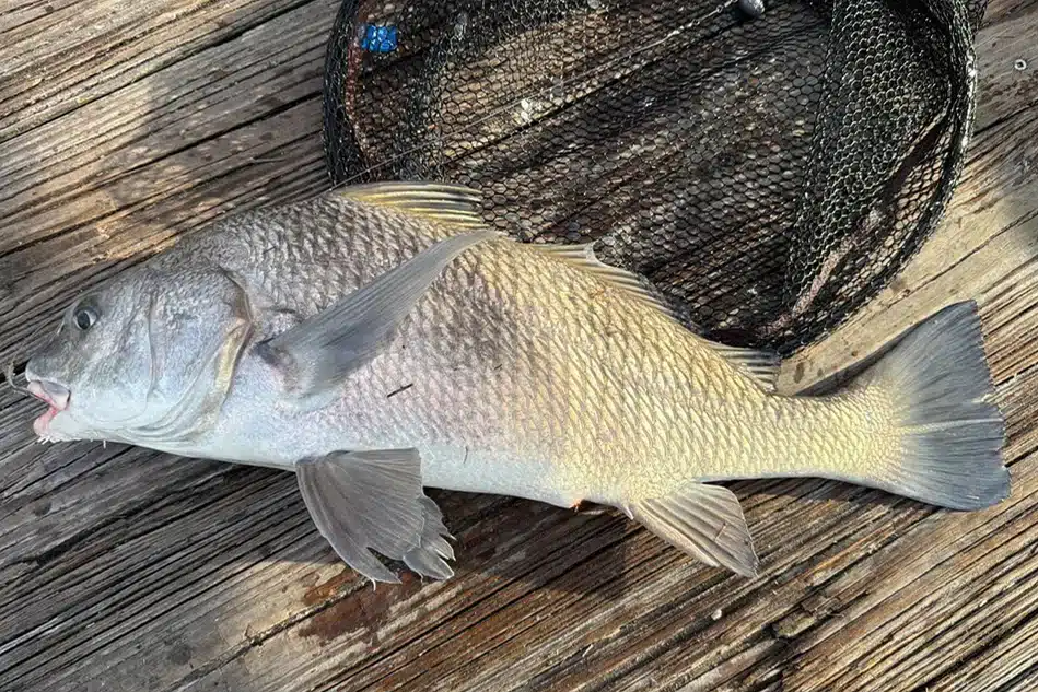 INSHORE-blackdrum