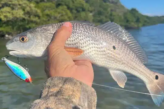 INSHORE-redfish