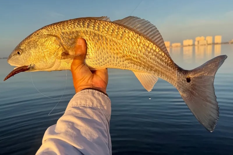 INSHORE-redfish