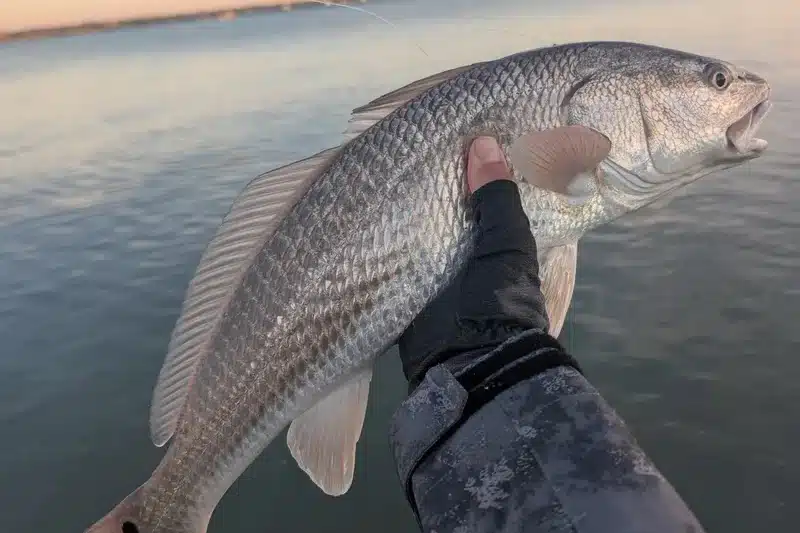 INSHORE-redfish