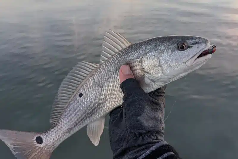 INSHORE-redfish2