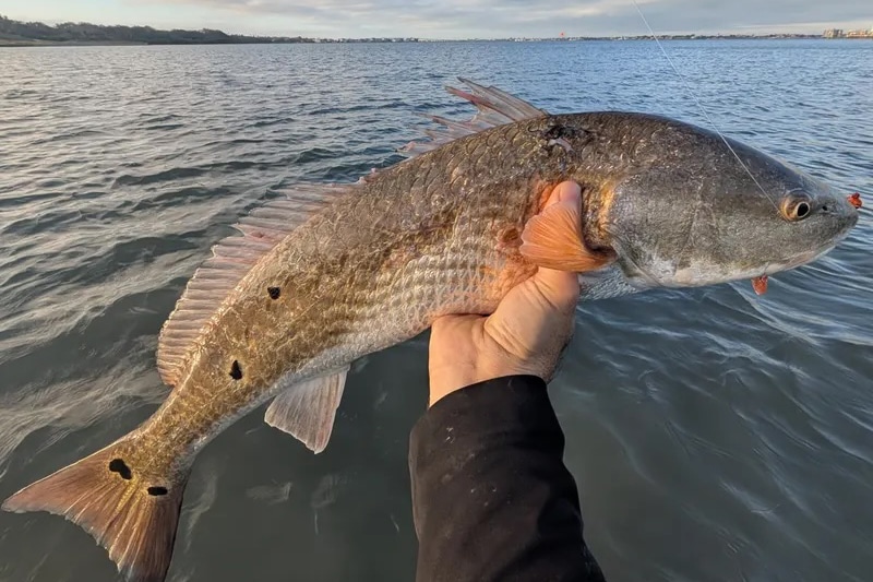 INSHORE-redfish3
