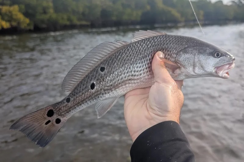 INSHORE-redfish4
