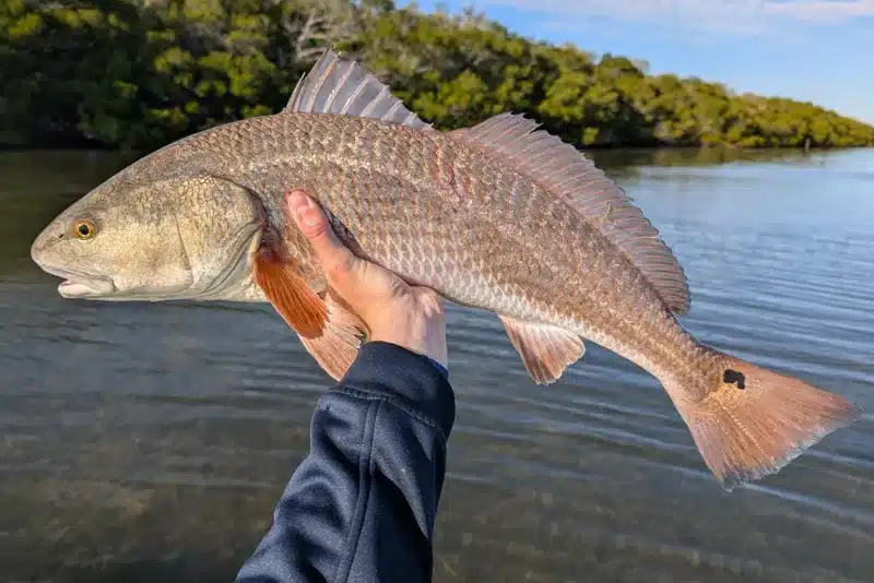 INSHORE-redfish4