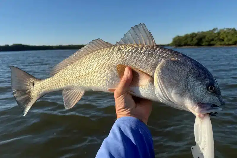INSHORE-redfish5