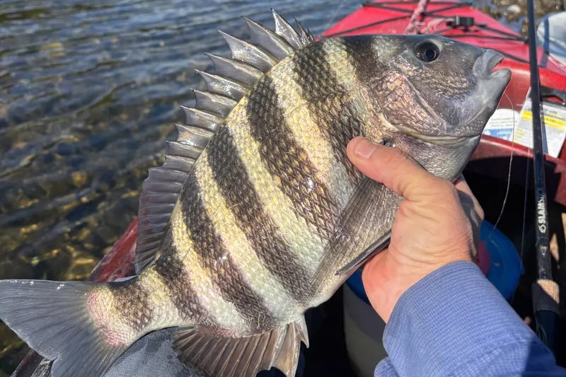 INSHORE-sheepshead