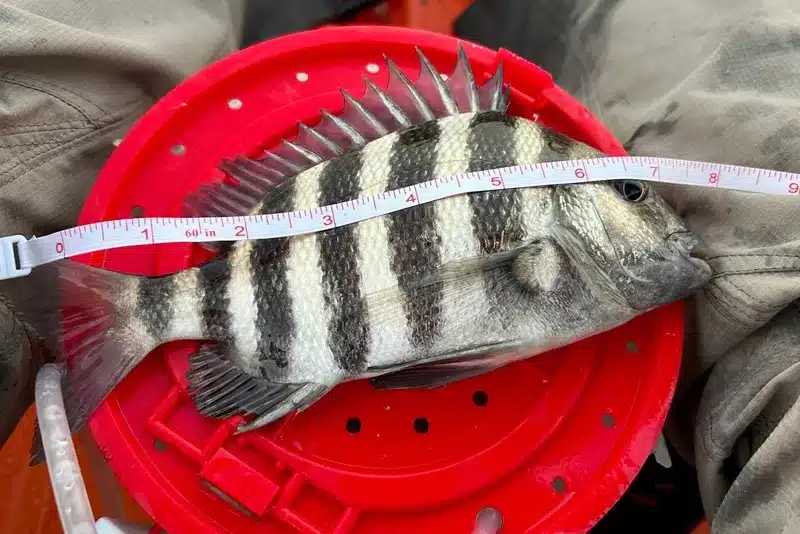 INSHORE-sheepshead3