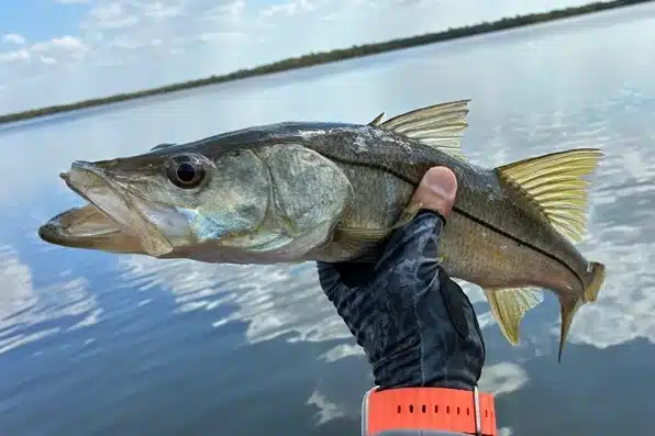 INSHORE-snook2