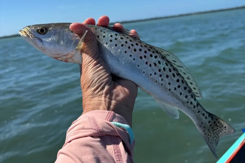 INSHORE-trout