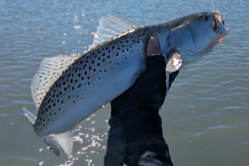 INSHORE-trout1
