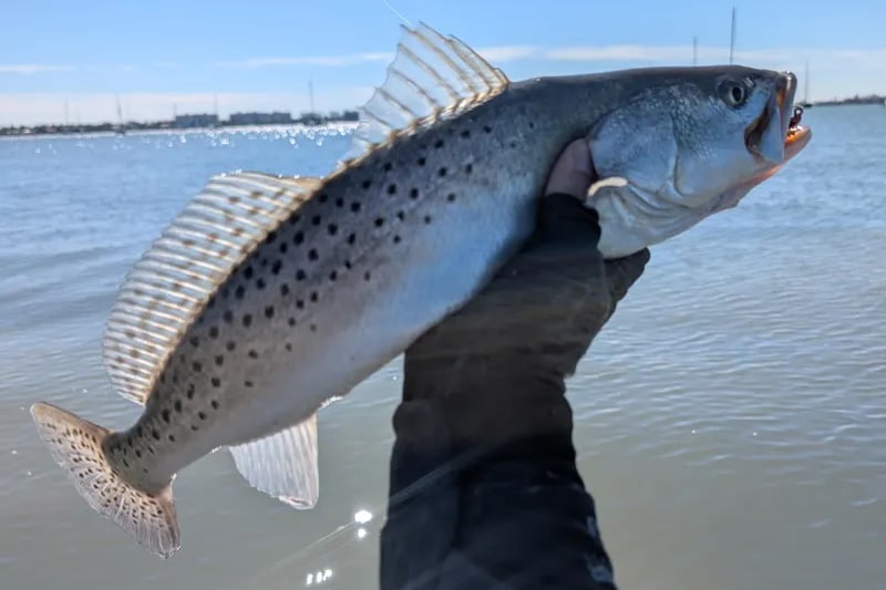 INSHORE-trout2