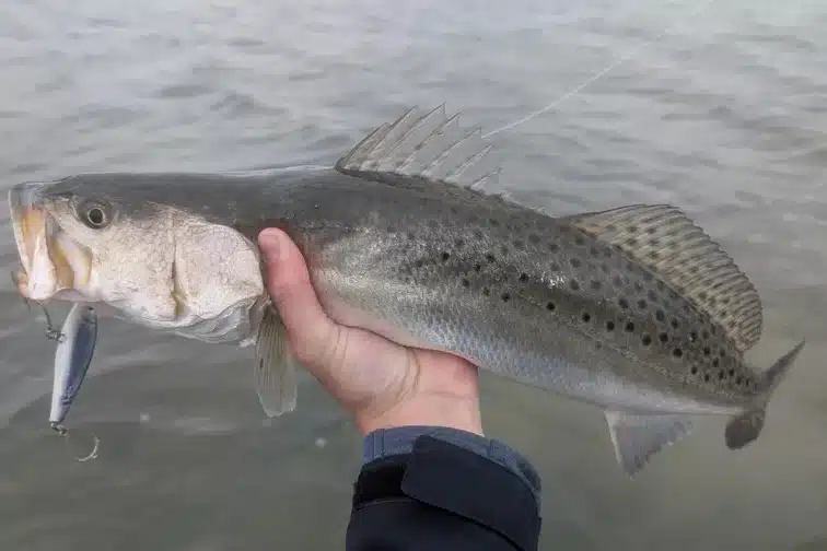 INSHORE-trout3