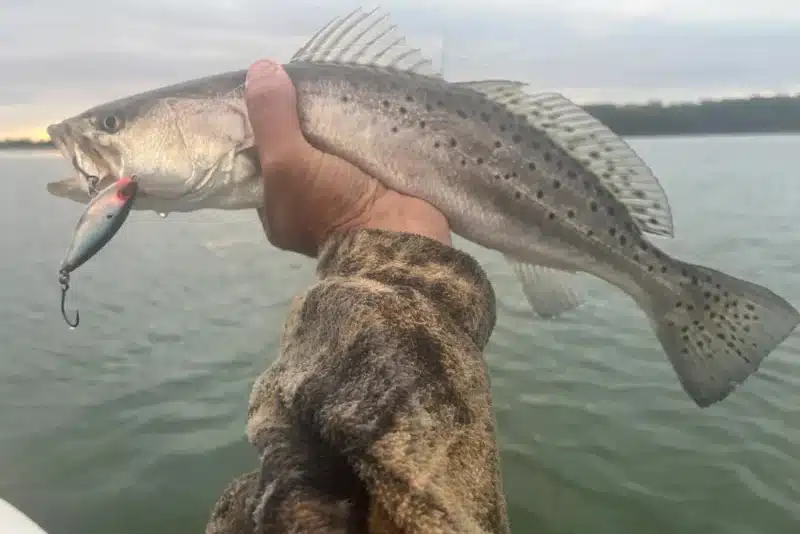 INSHORE-trout4