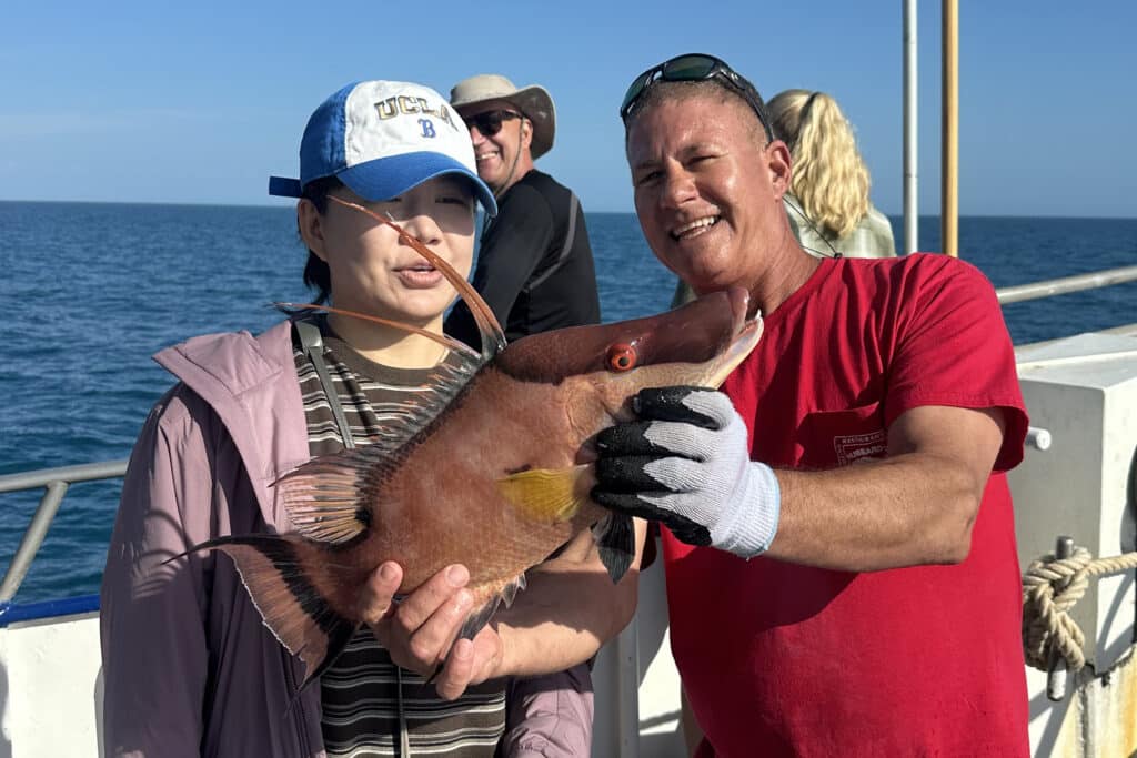 NEARSHORE-hogfish (1)