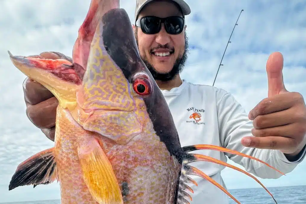 NEARSHORE-hogfish (1)