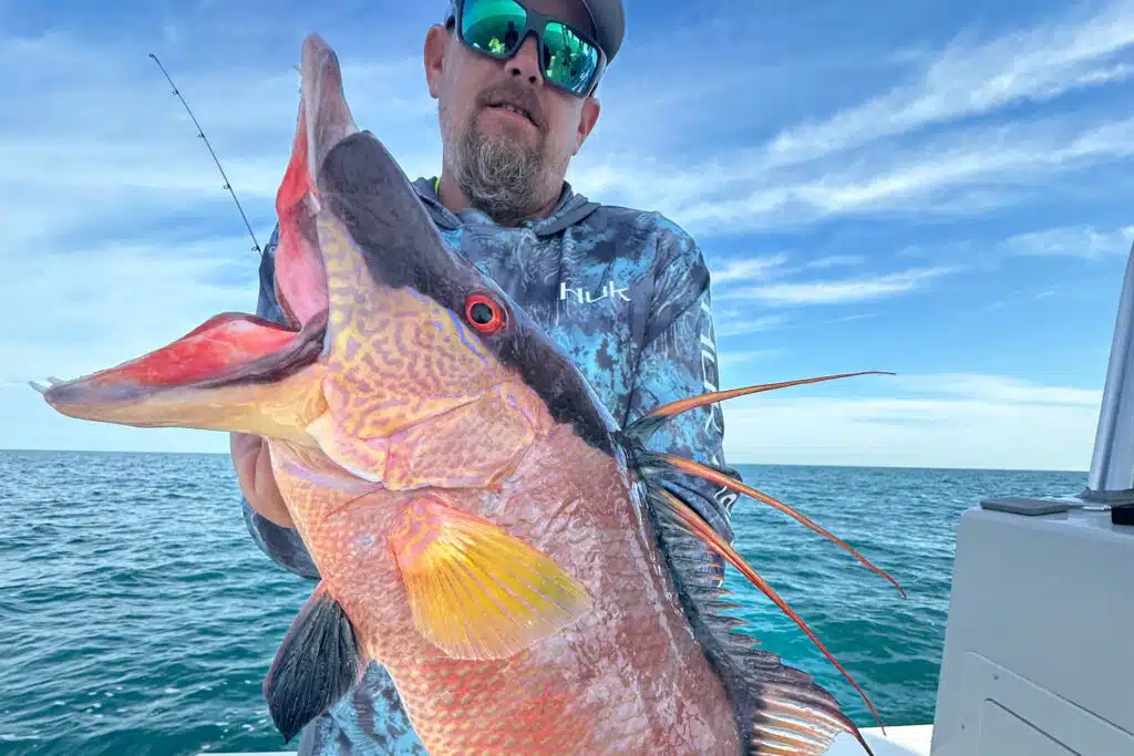 NEARSHORE-hogfish (2)