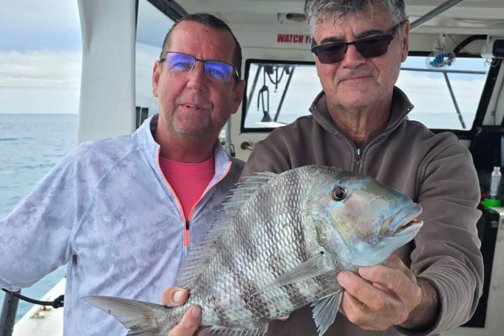 NEARSHORE-sheepshead