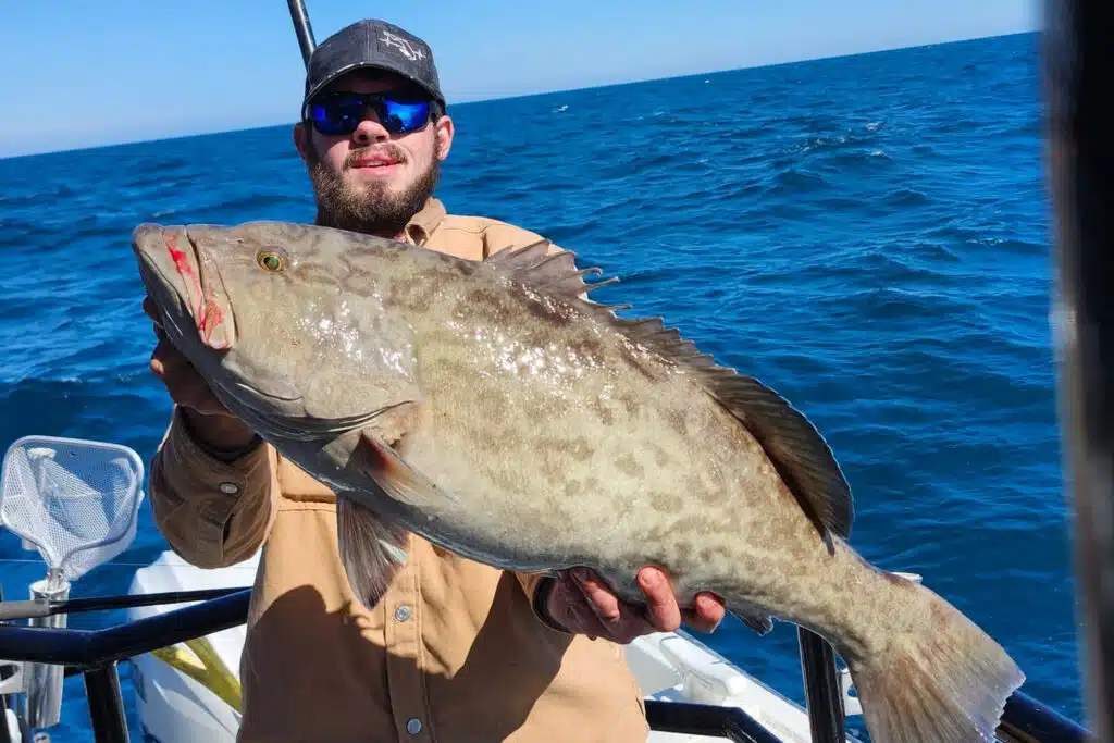 OFFSHORE-gaggrouper