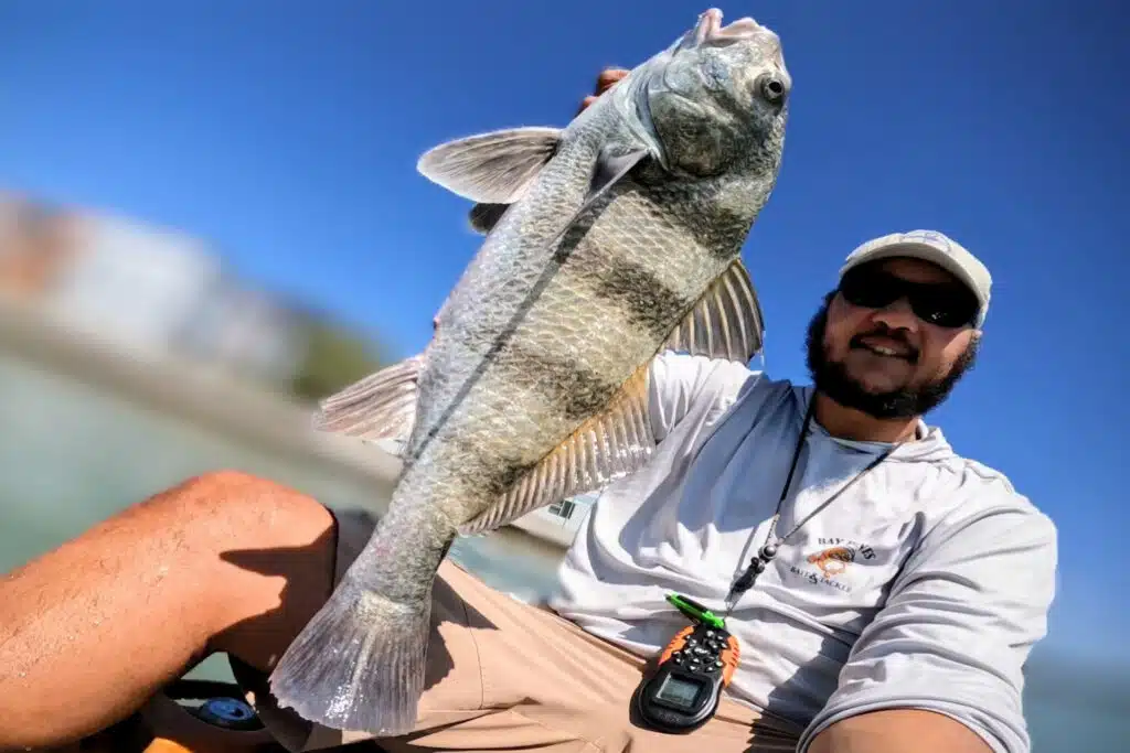 INSHORE-blackdrum