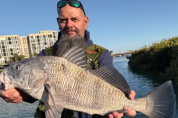 INSHORE-blackdrum