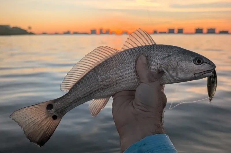 INSHORE-redfish4