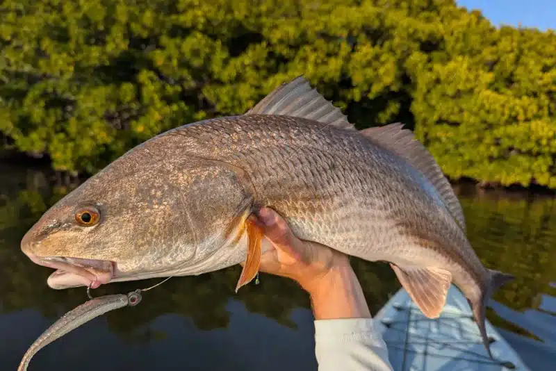 INSHORE-redfish5