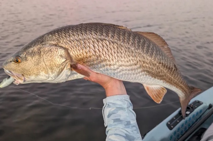 INSHORE-redfish8