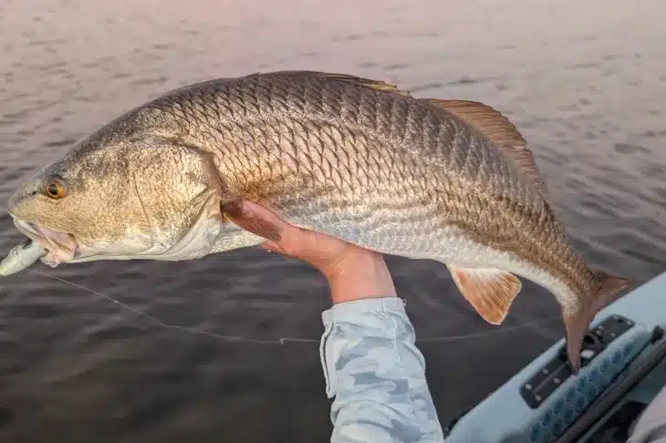 INSHORE-redfish8