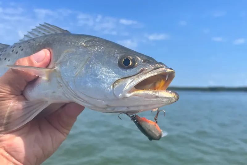 INSHORE-trout4
