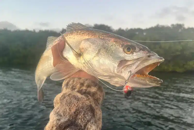 INSHORE-trout8