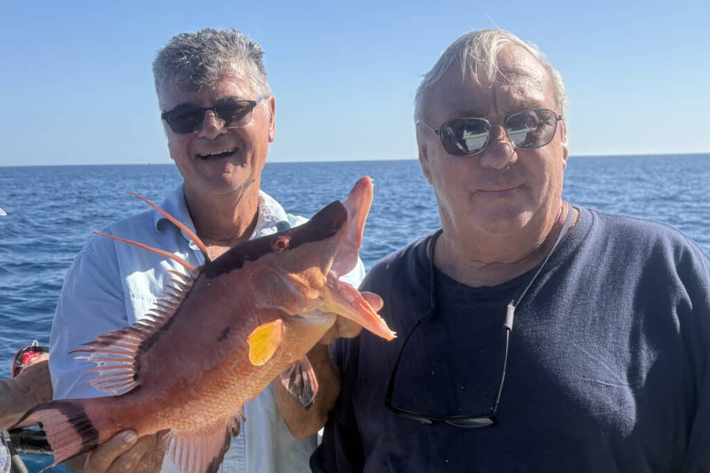 NEARSHORE-hogfish (1)
