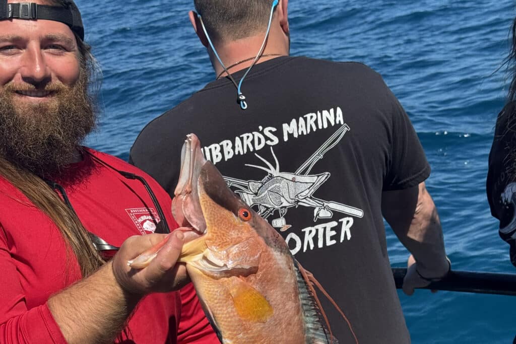 NEARSHORE-hogfish (5)