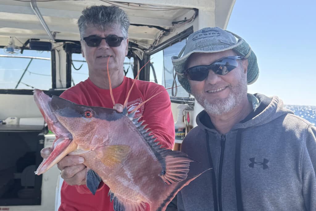 NEARSHORE-hogfish (6)