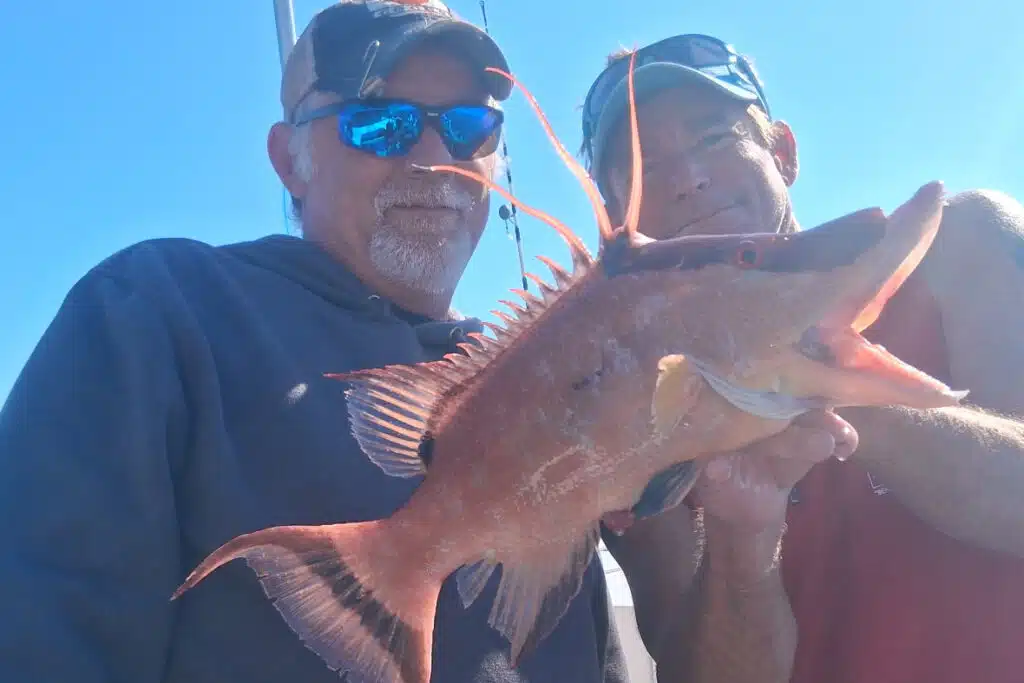 NEARSHORE-hogfish2