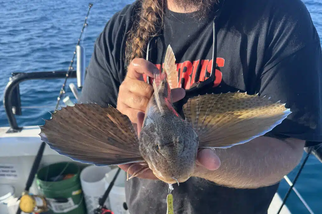 OFFSHORE-flyingfish