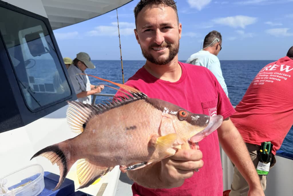 NEARSHORE-hogfish (1)
