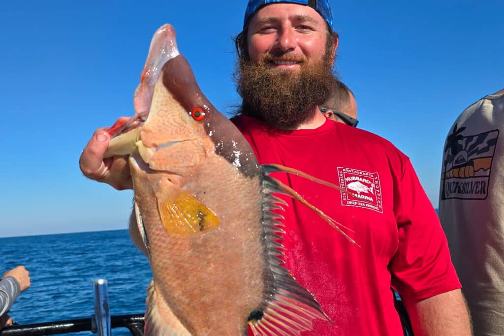 NEARSHORE-hogfish (2)