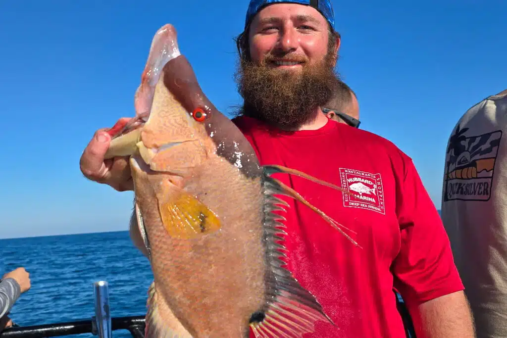 NEARSHORE-hogfish (2)